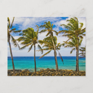 Postal Palmeras de coco (Cocos nucifera) que se mecen en