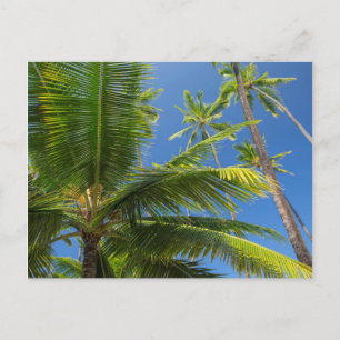 Postal Palmeras de coco, Pu'uhonua o Honaunau 1