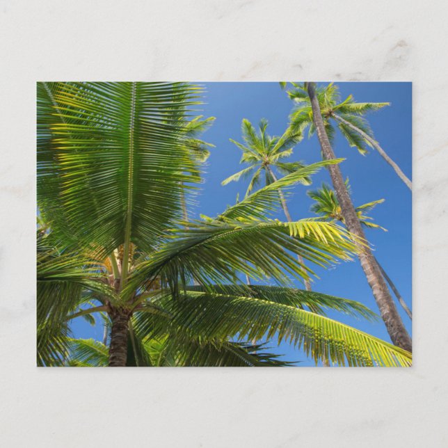 Postal Palmeras de coco, Pu'uhonua o Honaunau 1 (Anverso)