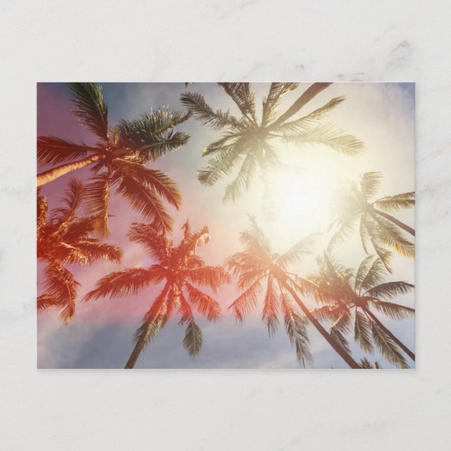 Postal Palmeras del coco contra el Sun (Anverso)