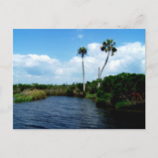 Postal Palmeras En El Río