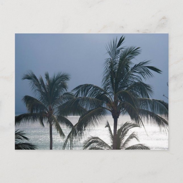 Postal Palmeras En La Playa (Anverso)