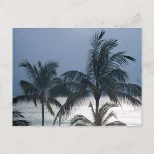Postal Palmeras En La Playa