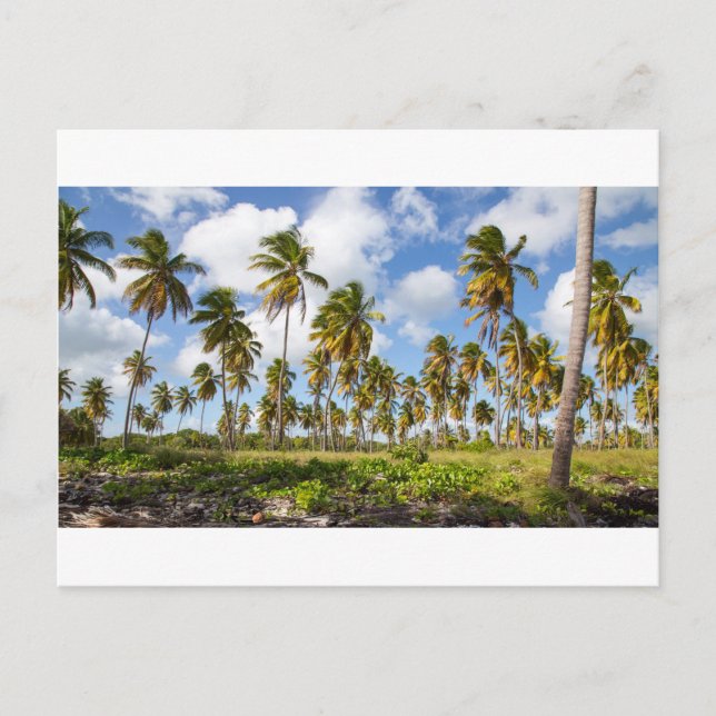 Postal Palmeras en la playa de Isla Saona (Anverso)