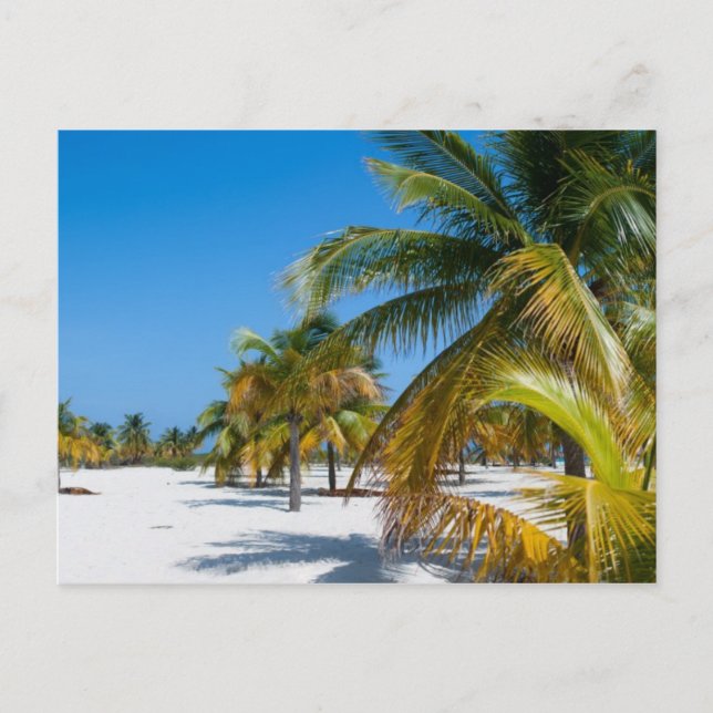 Postal Palmeras en la playa del océano (Anverso)