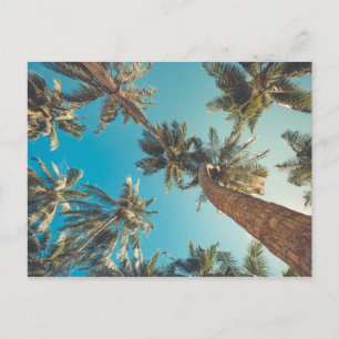 Postal Palmeras en la Playa Tropical