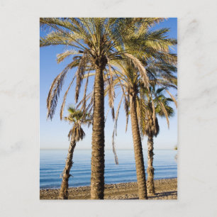 Postal Palmeras en una playa de Marbella