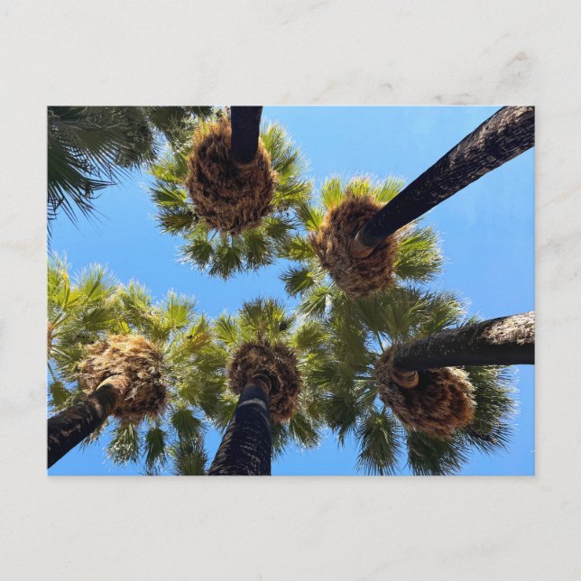 Postal Palmeras nativas cultivadas naturalmente (Anverso)