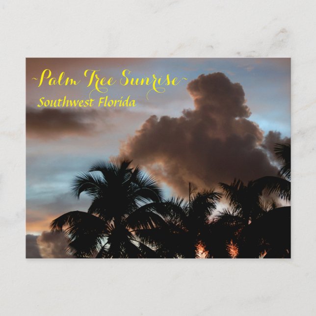 Postal Palmeras que amanecen en Florida Postcard (Anverso)