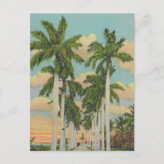 Postal Palmeras Reales de Florida