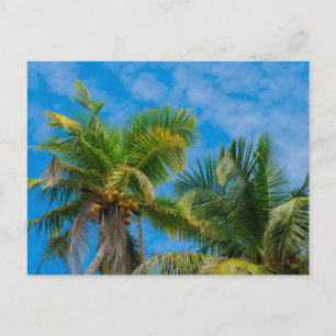 Postal Palmeras Tropicales y Cocos