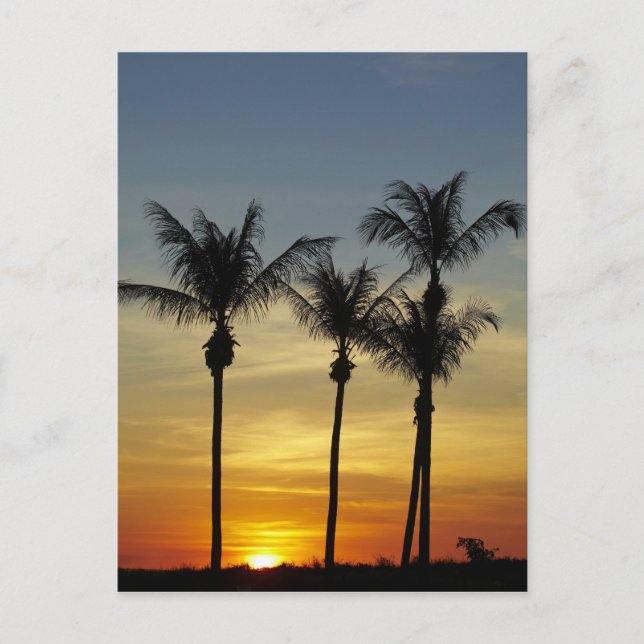 Postal Palmeras y puesta de sol, Mindil Beach (Anverso)
