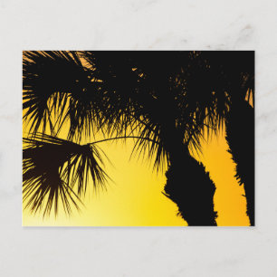 Postal Palmetto Tree Sunrise, Port St. Lucie, FL