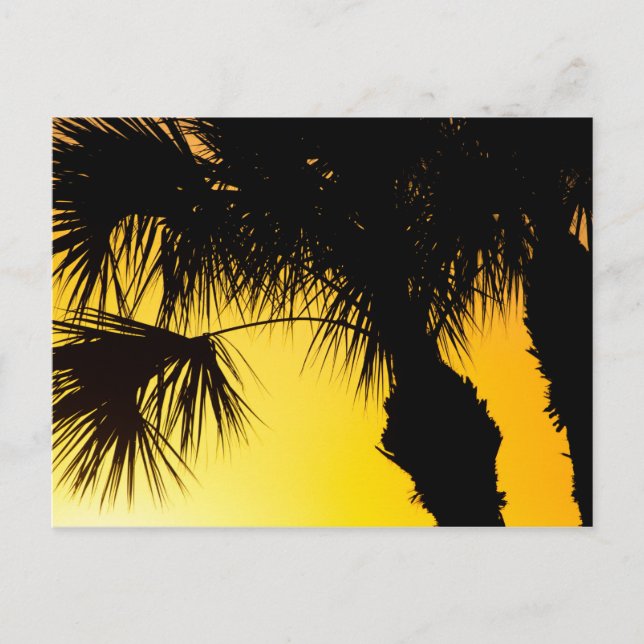 Postal Palmetto Tree Sunrise, Port St. Lucie, FL (Anverso)