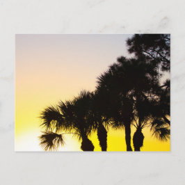 Postal Palmetto y Pine Tree Sunrise, Port St. Lucie, FL