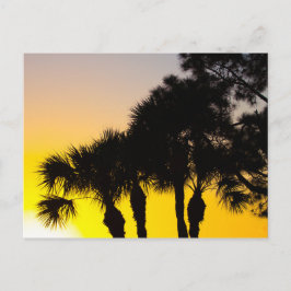 Postal Palmetto y Pine Tree Sunrise, Port St. Lucie, FL