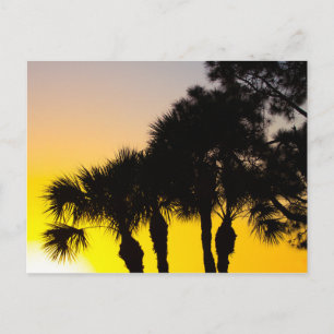 Postal Palmetto y Pine Tree Sunrise, Port St. Lucie, FL