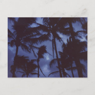 Postal PalmTrees con luz solar