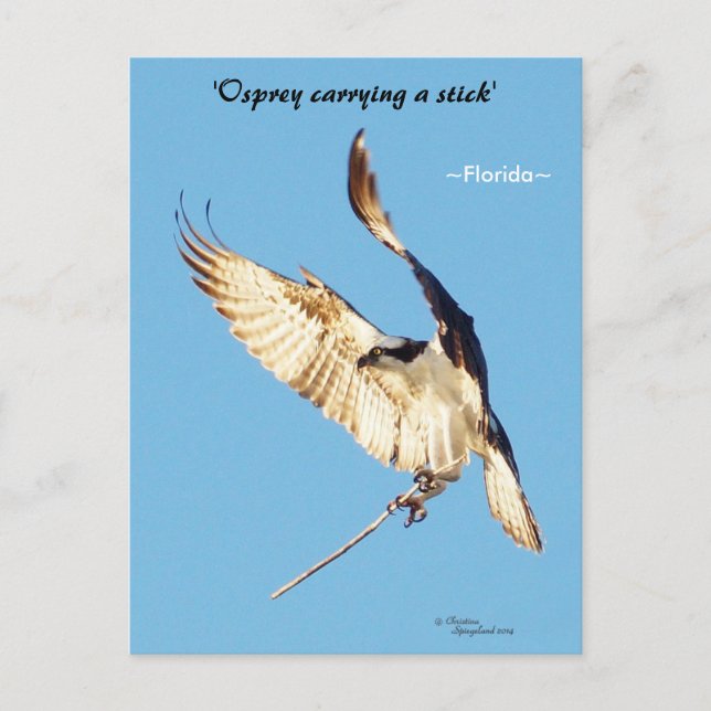 Postal Palo volador Osprey Florida Postcard (Anverso)
