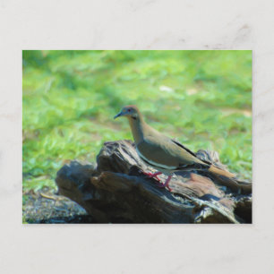 Postal Paloma alada blanca