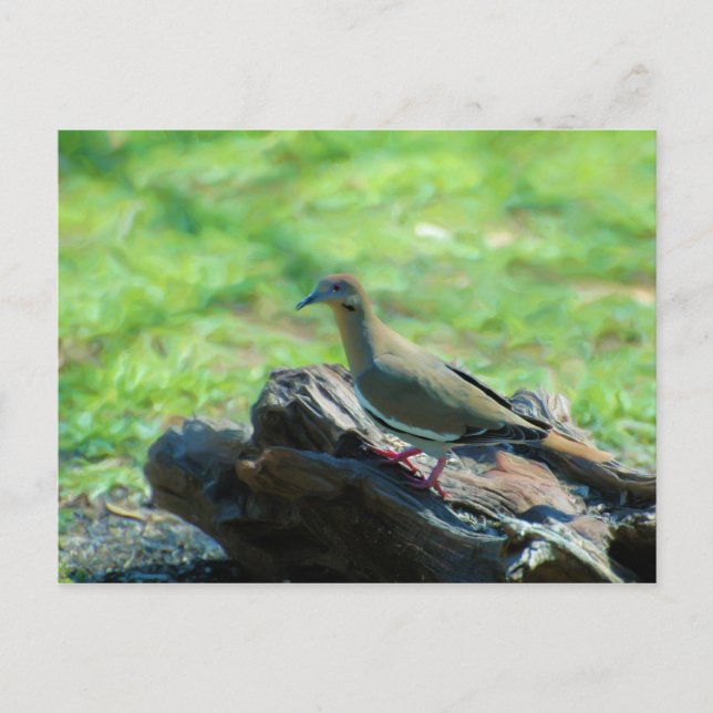 Postal Paloma alada blanca (Anverso)