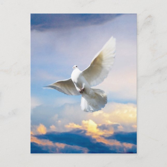 Postal Paloma blanca en fuga (Anverso)
