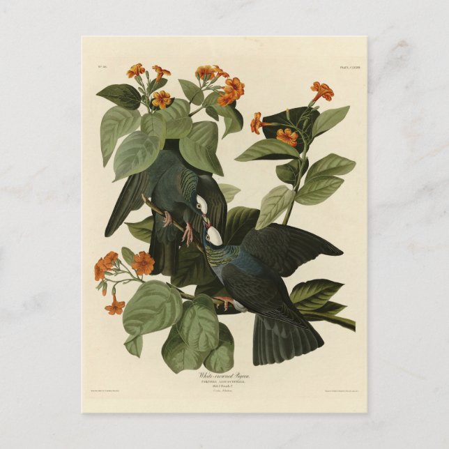 Postal Paloma blanca - Los pájaros de América de Audubon (Anverso)