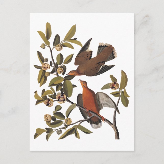 Postal Paloma de Audubon Zenaida con flores (Anverso)