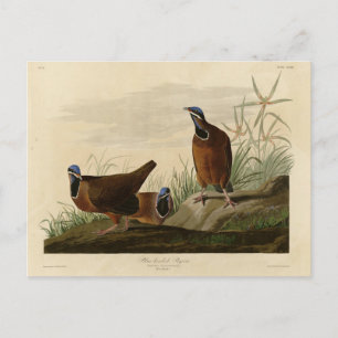 Postal Paloma de cabeza azul de los pájaros de América de