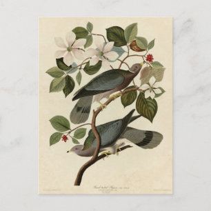 Postal Paloma de cola ancha - Aves de América de Audubon