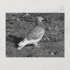 Postal Paloma en Roath Park Lake Cardiff (BW)