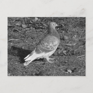 Postal Paloma en Roath Park Lake Cardiff (BW)