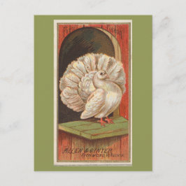 Postal Paloma Fantail