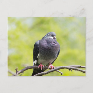 Postal Paloma feral