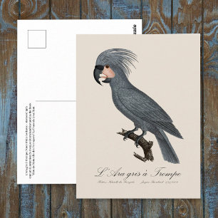 Postal Paloma negra de Nueva Guinea, Probosciger aterrimu