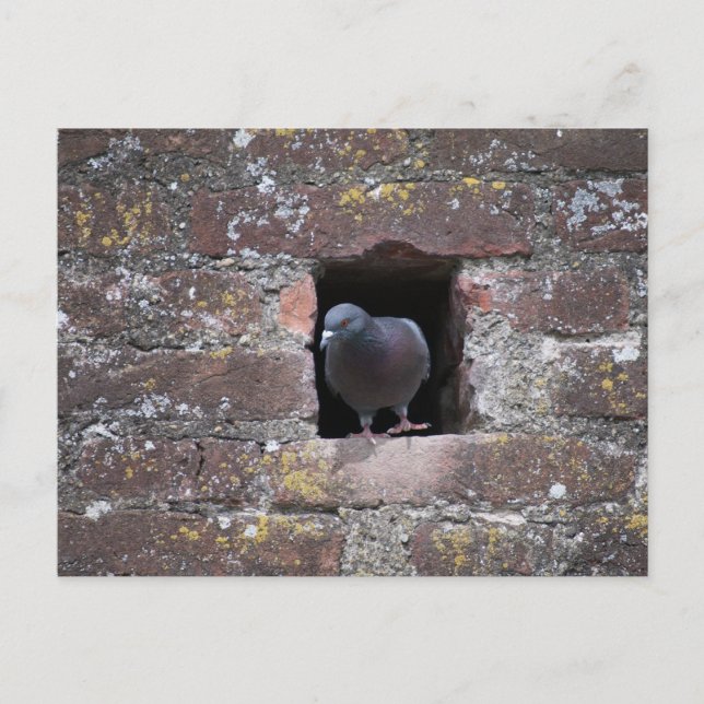 Postal Paloma taube (Anverso)