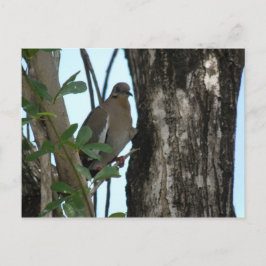 Postal Paloma Tortola