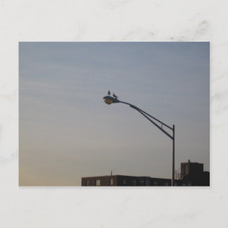 Postal palomas mirando el amanecer