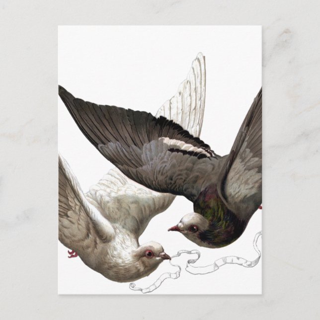 Postal palomas vintage (Anverso)
