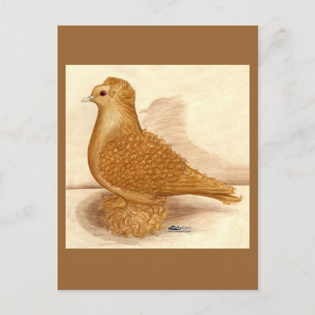 Postal Palometa amarilla (Anverso)