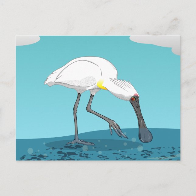 Postal Palometa real de Spoonbill NZ (Anverso)