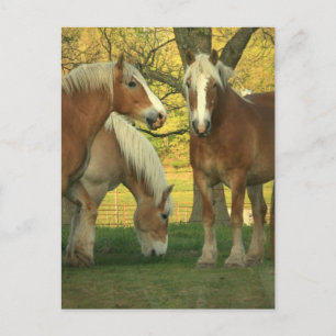 Postal Palomino Borrador de Caballos