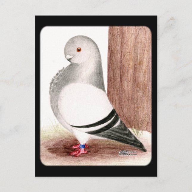 Postal Palomino de búho azul africano (Anverso)