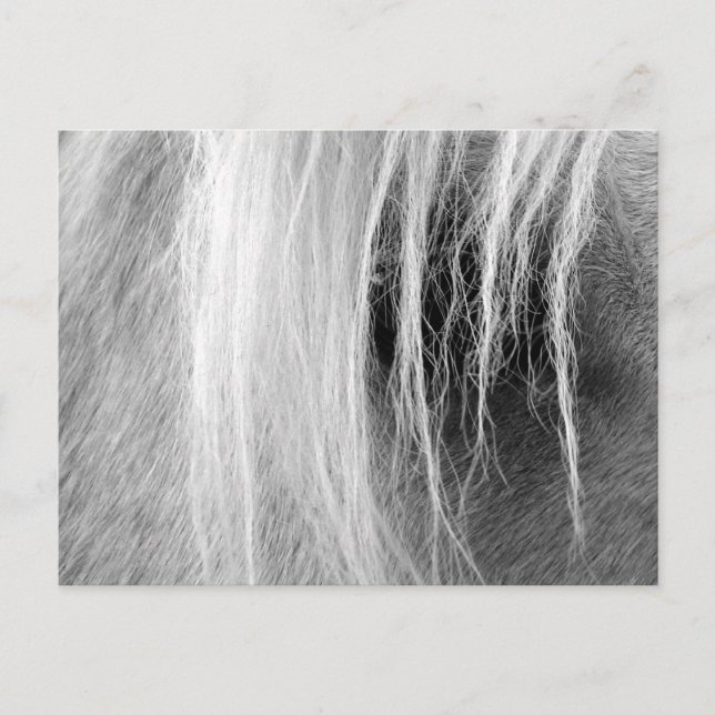 Postal Palomino en blanco y negro (Anverso)