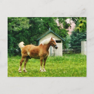Postal Palomino en Pastura