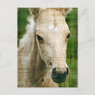 Postal Palomino Foal