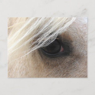 Postal Palomino Horse Eye