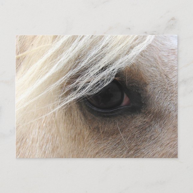 Postal Palomino Horse Eye (Anverso)