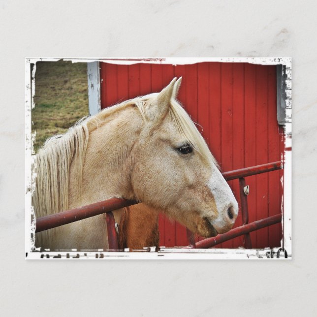 Postal Palomino Horse Red Barn (Anverso)