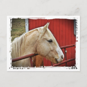 Postal Palomino Horse Red Barn Puerta Roja Frontera Blanc